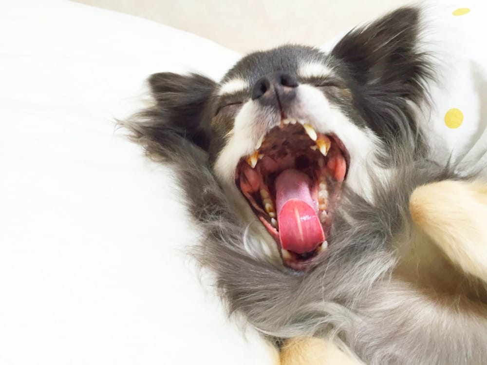 口を大きく開ける犬